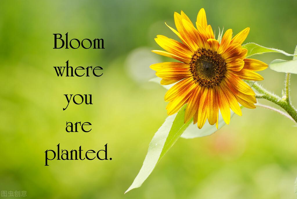 6条正能量励志短句写给自己：努力改变人生，越努力，越幸运(图6)