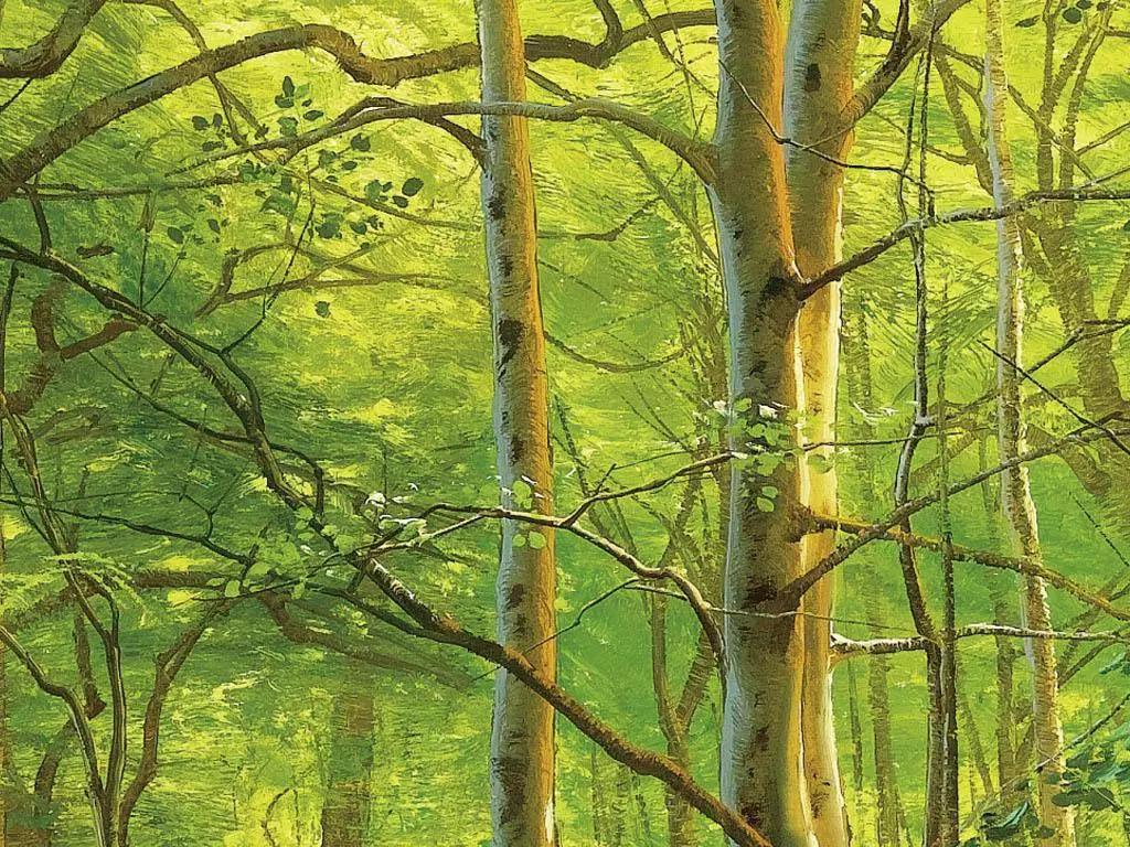 林中小溪——森林的心灵(图4)