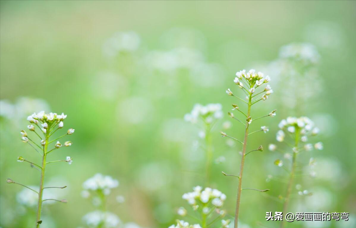 摸鱼高手的诗意之旅：上班路上的美丽风景(图1)