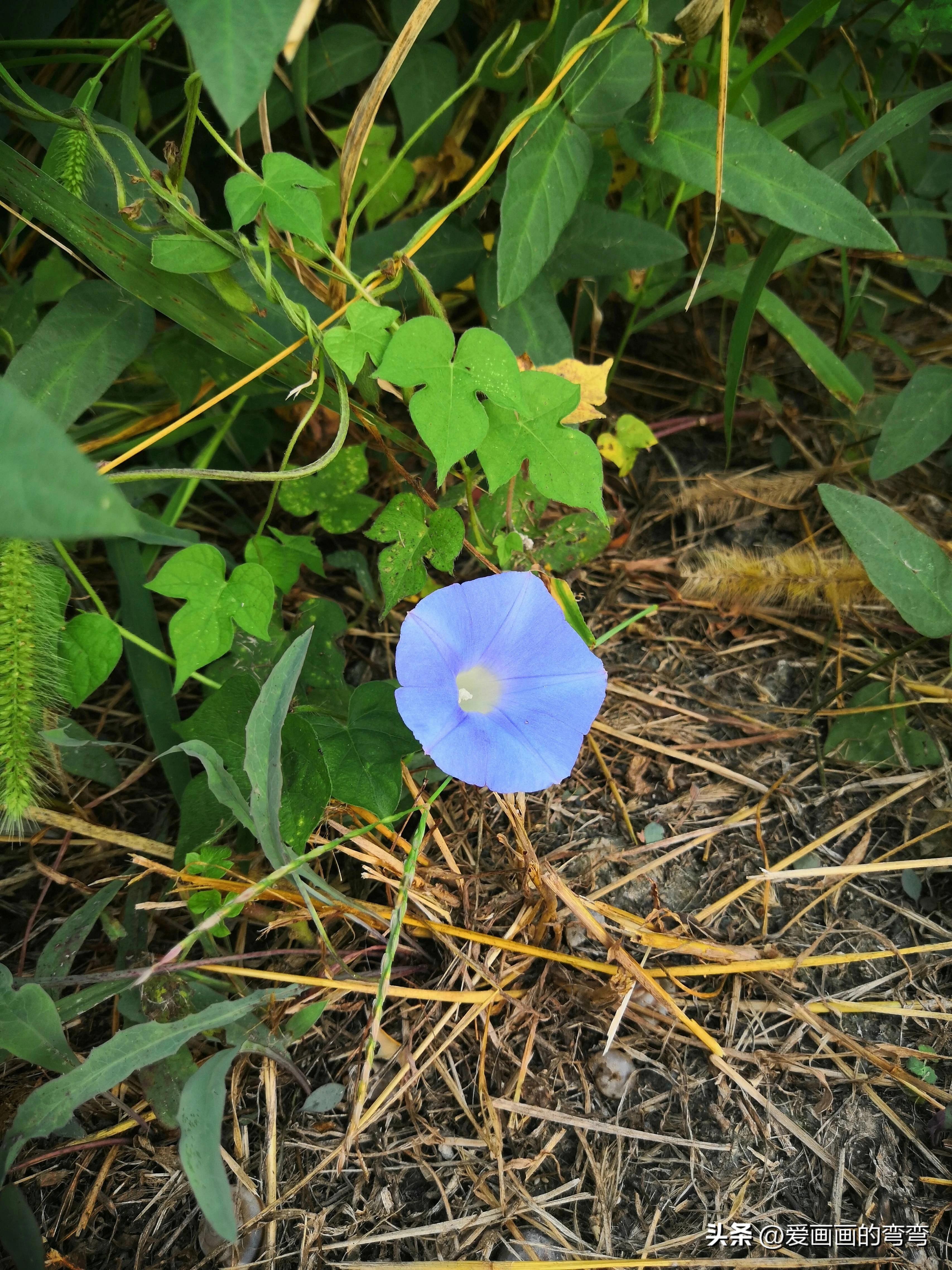 摸鱼高手的诗意之旅：上班路上的美丽风景(图2)