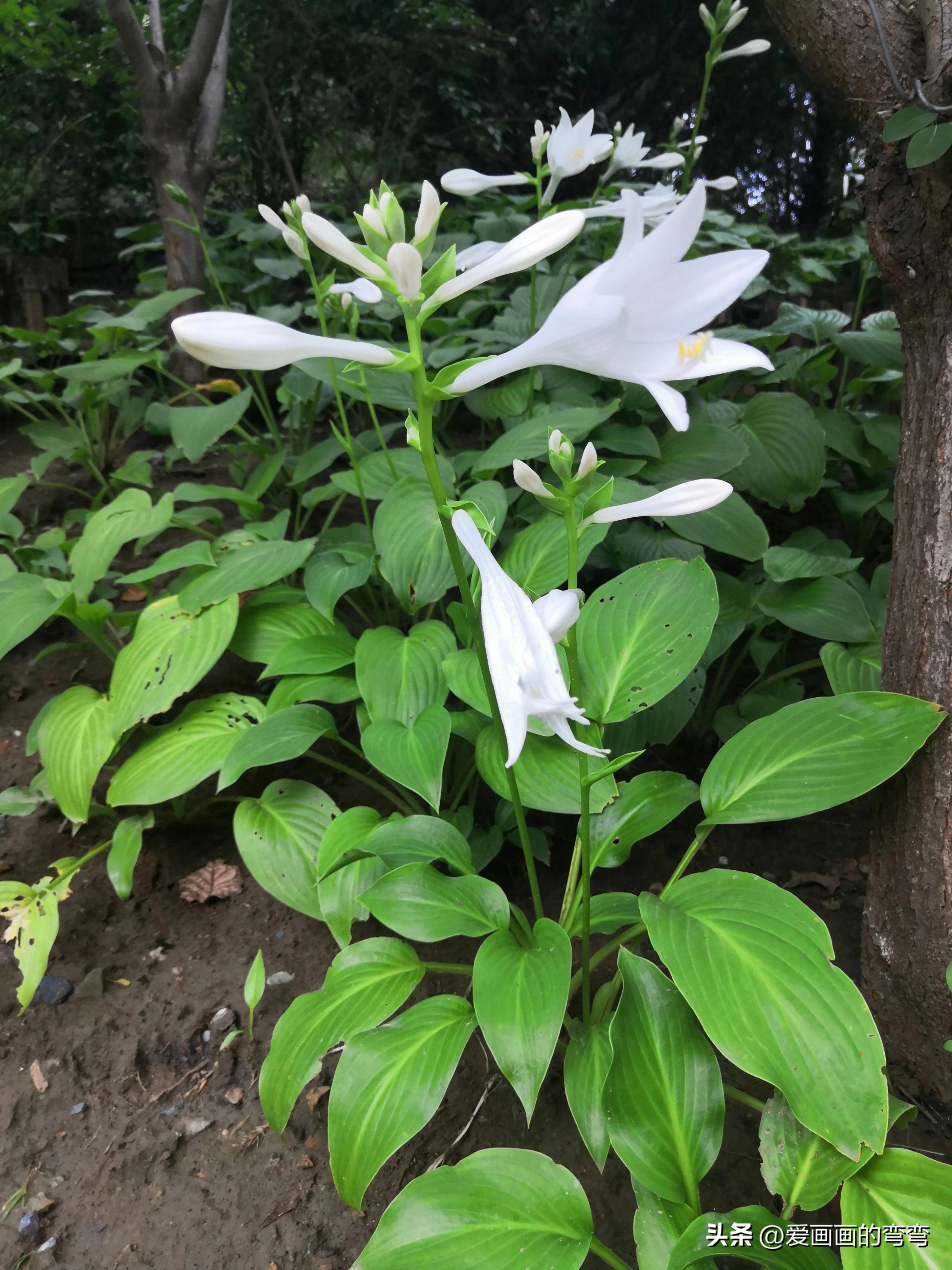 摸鱼高手的诗意之旅:上班路上的美丽风景(图5) 摸鱼高手的诗意之旅:上班路上的美丽风景(图5)