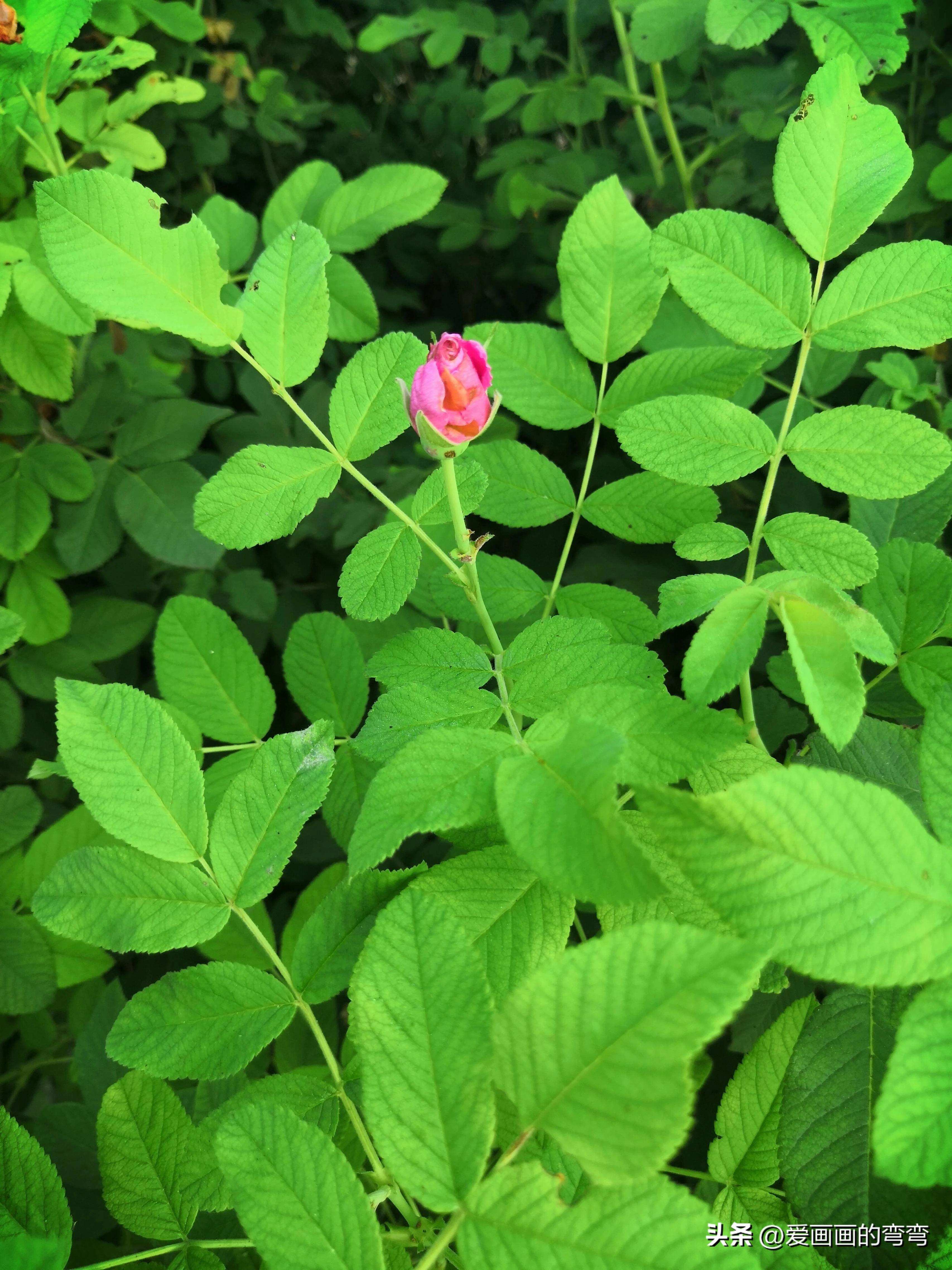摸鱼高手的诗意之旅:上班路上的美丽风景(图7) 摸鱼高手的诗意之旅:上班路上的美丽风景(图7)