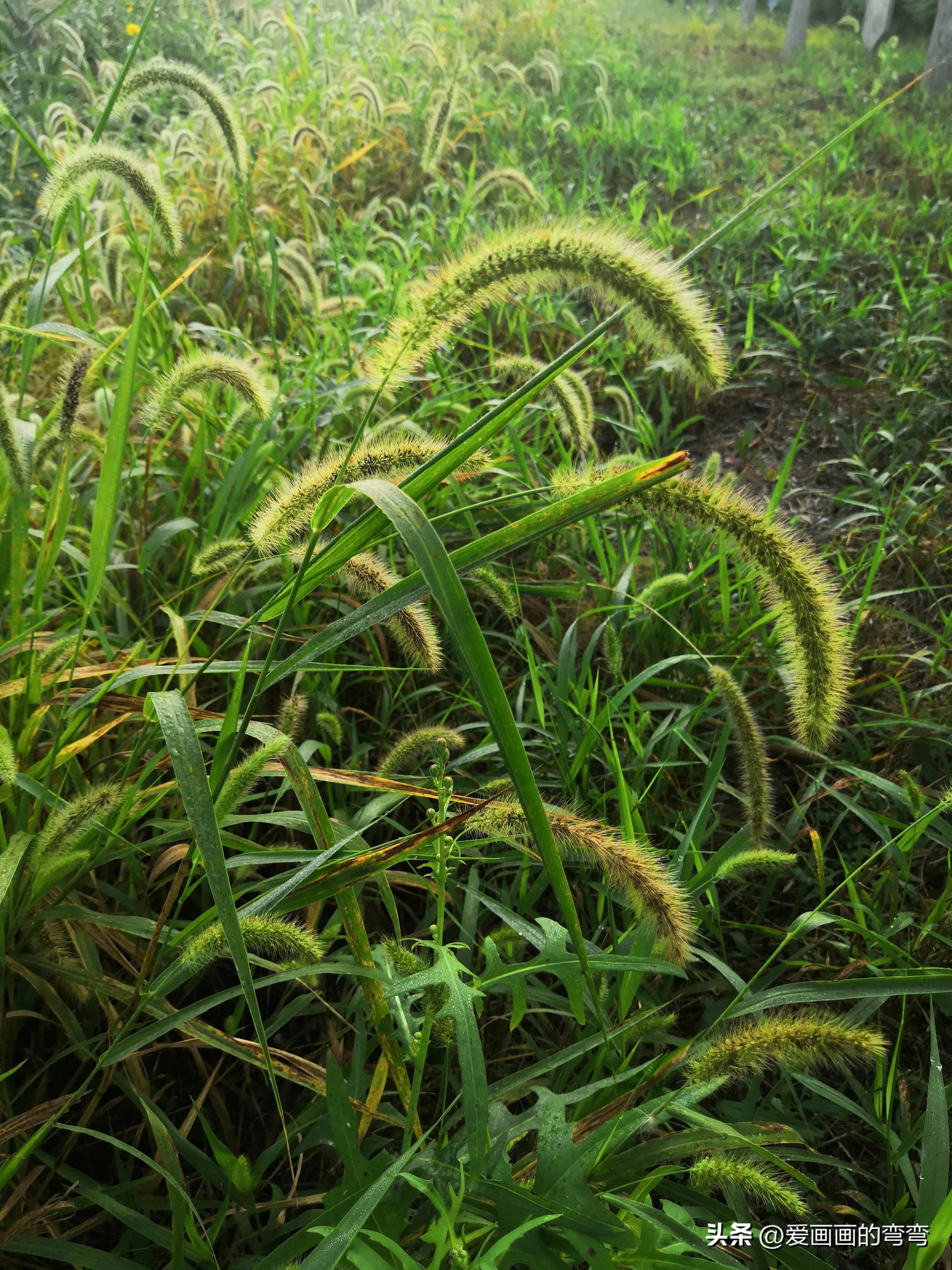 摸鱼高手的诗意之旅:上班路上的美丽风景(图8) 摸鱼高手的诗意之旅:上班路上的美丽风景(图8)