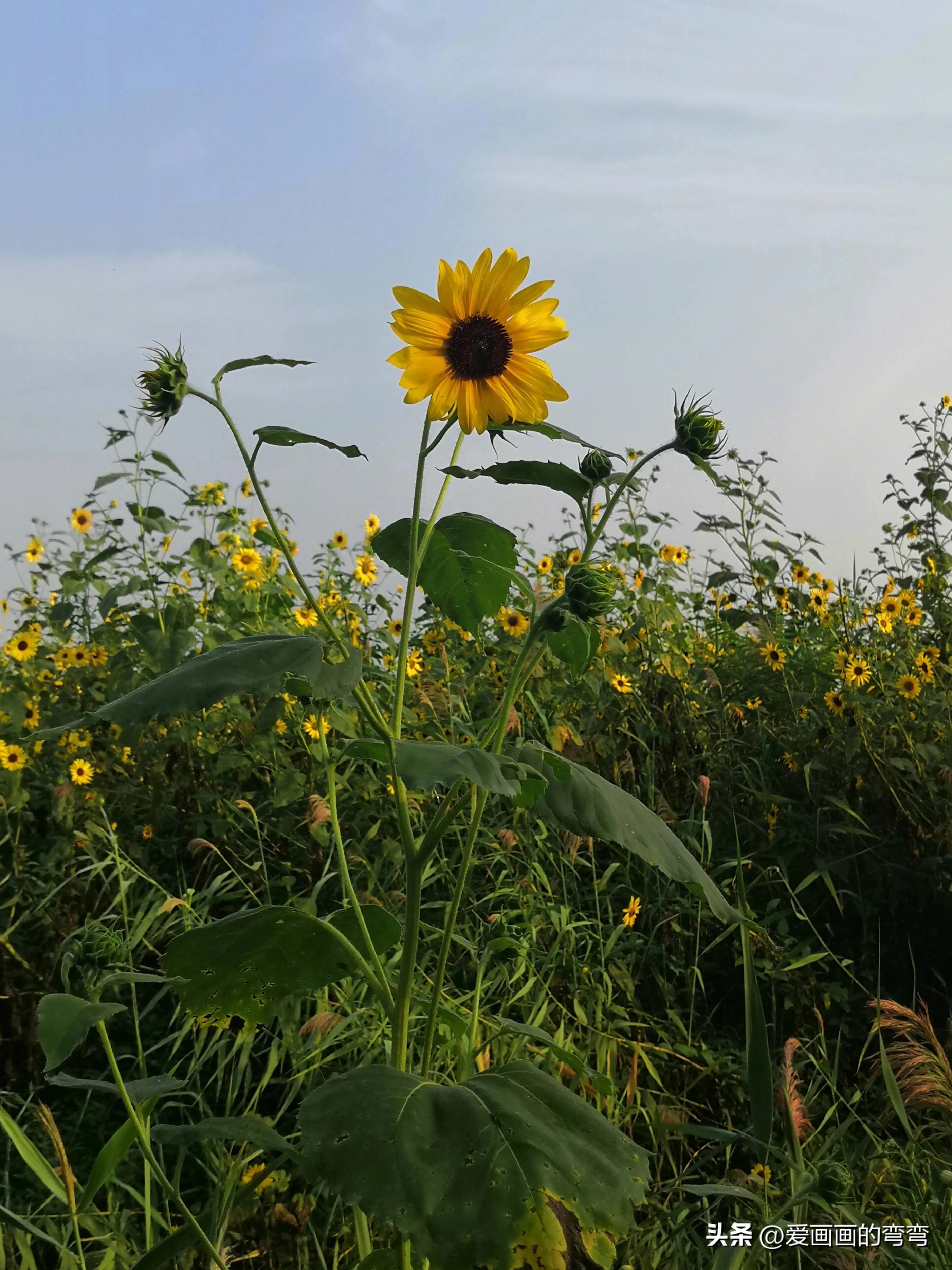摸鱼高手的诗意之旅:上班路上的美丽风景(图9) 摸鱼高手的诗意之旅:上班路上的美丽风景(图9)