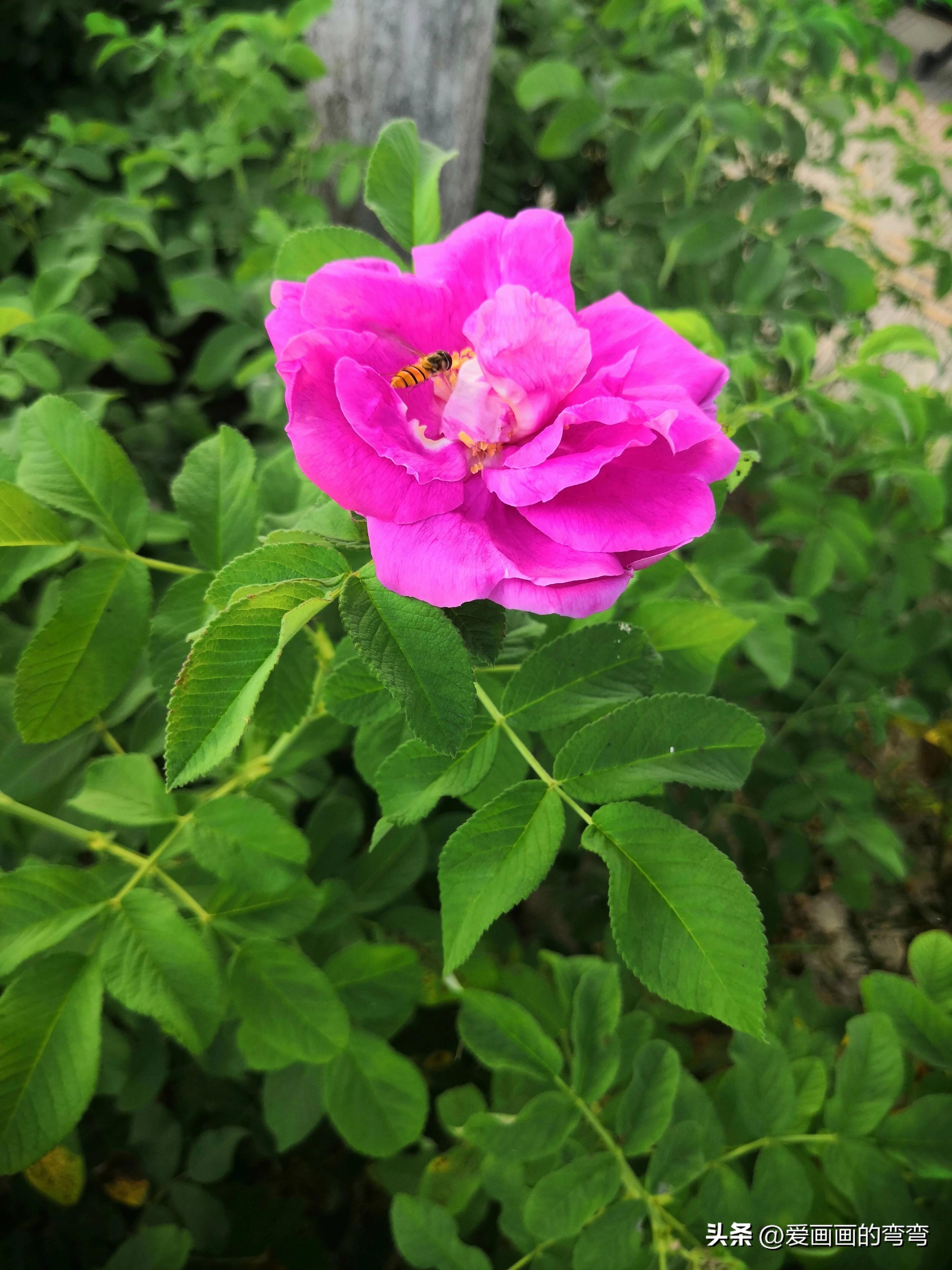 摸鱼高手的诗意之旅：上班路上的美丽风景(图10)