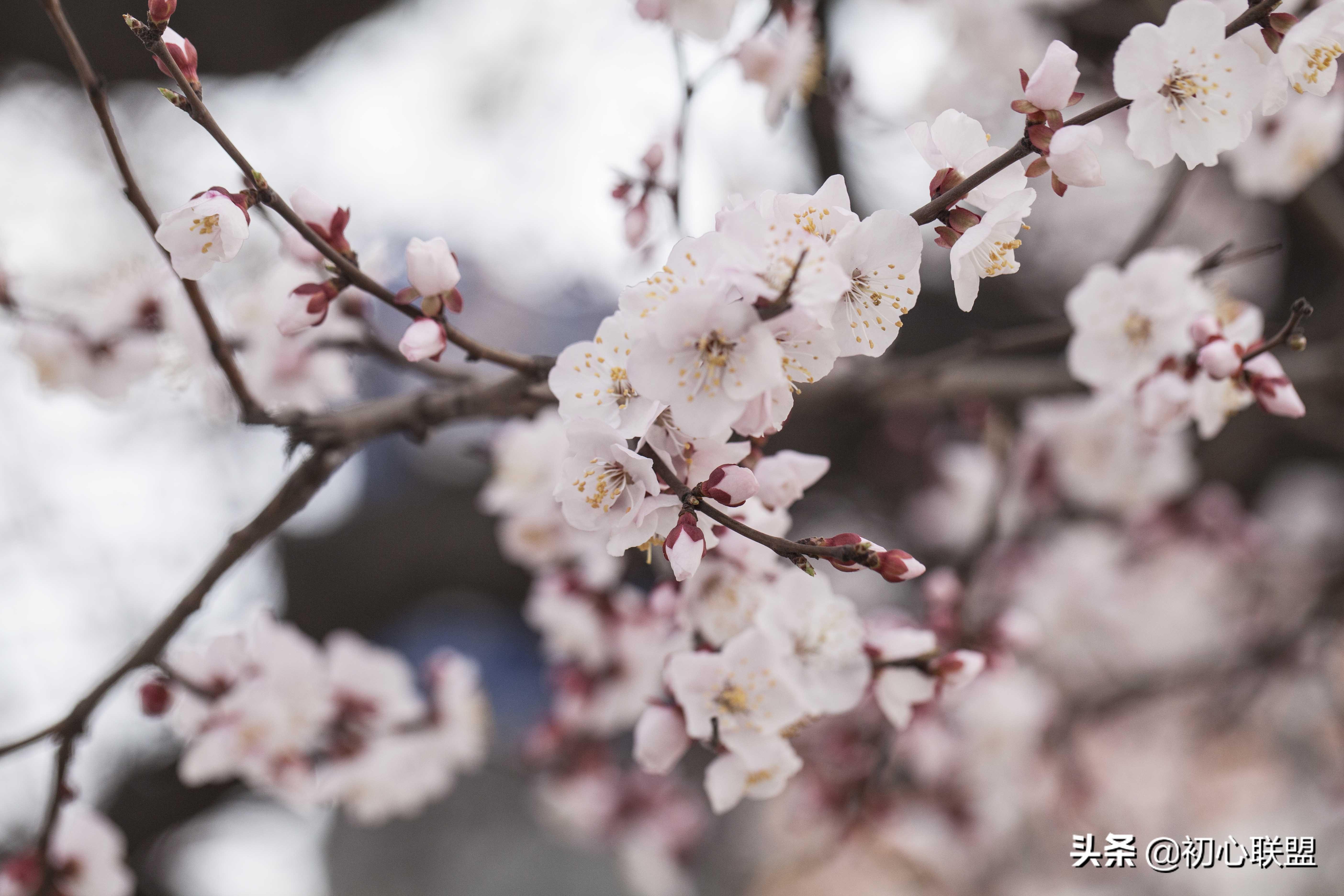 带你获得辽宁大学日语研究生入场券——全攻略（附真题回忆）(图1)