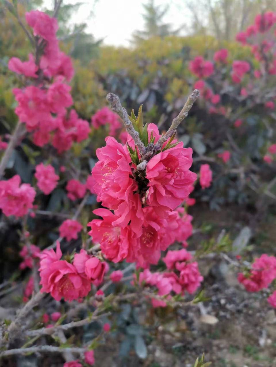 知心胜过千言万语，懂心胜过锦上添花(图1)