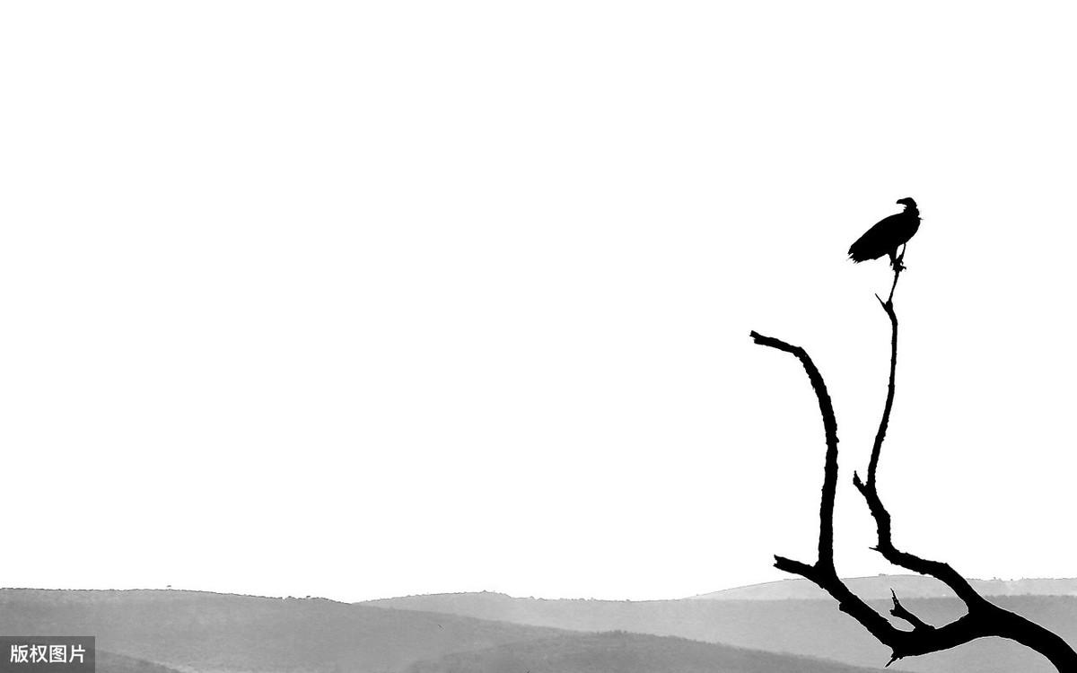 大爱无声，智者无言，智慧生于沉默(图11)