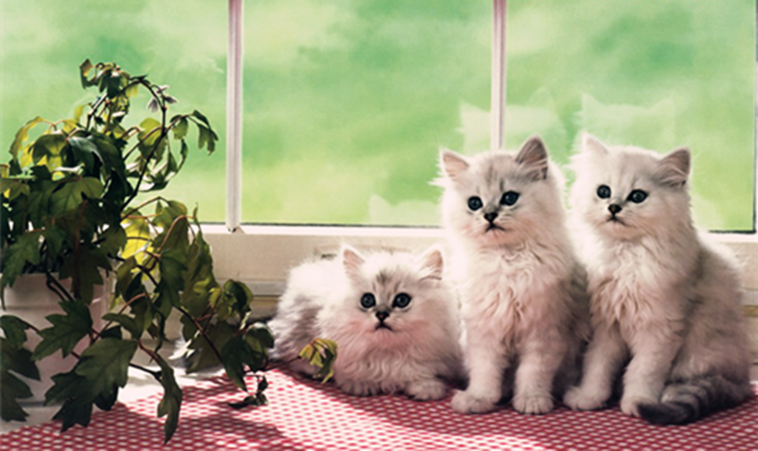 大爱无边,真情互感;你若安好,便是晴天(图7) 大爱无边,真情互感;你若安好,便是晴天(图7)