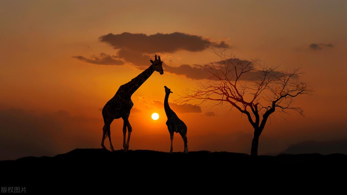 20句放手一搏的励志句子，斗志昂扬，催人奋进(图3)