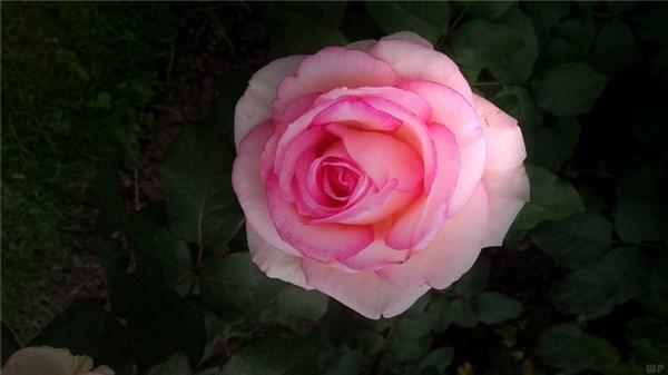 生活就像一架钢琴：白键是快乐，黑键是悲伤 早安(图2)