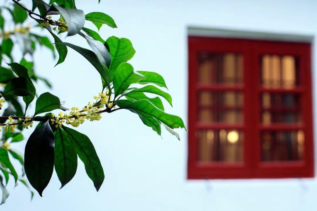 写桂花最美的10首诗词，一夜秋风起，天地桂花香(图1)