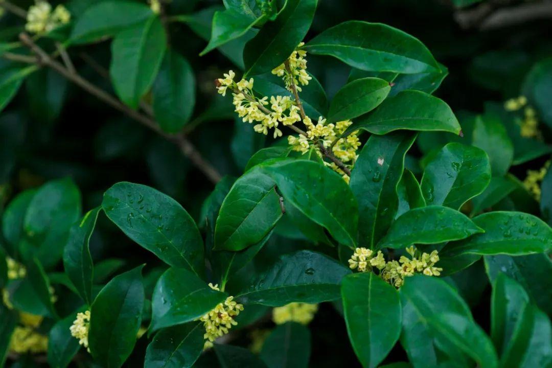 写桂花最美的10首诗词，一夜秋风起，天地桂花香(图10)