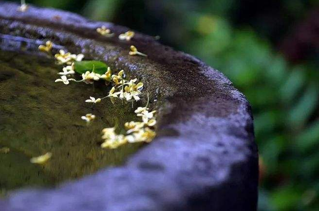 「诗词鉴赏」桂花开，桂花落，都是醉美的诗(图5)