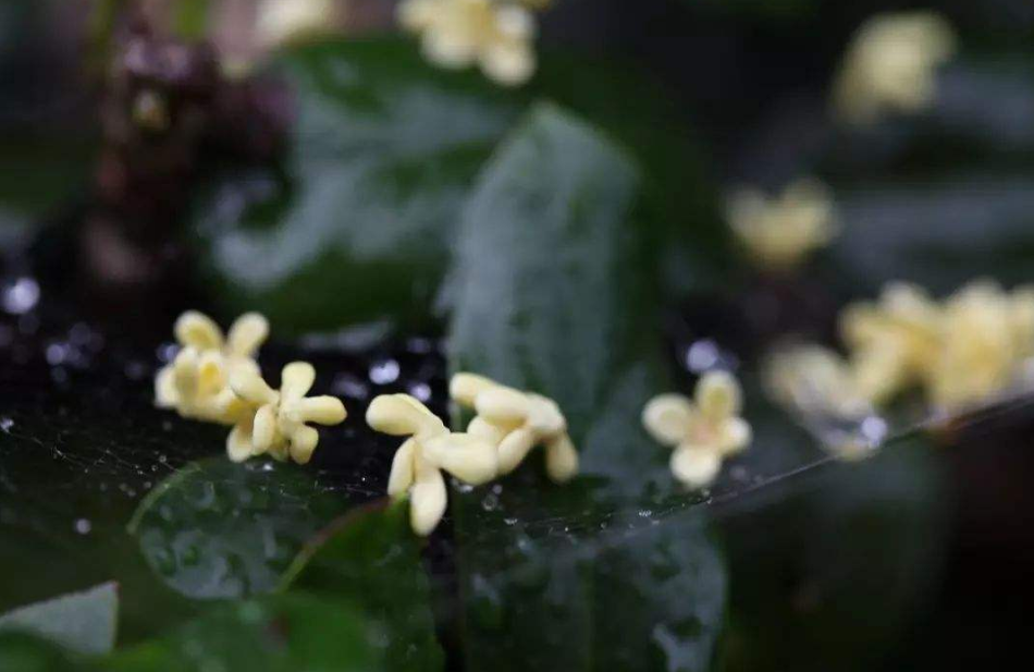 「诗词鉴赏」桂花开，桂花落，都是醉美的诗(图11)