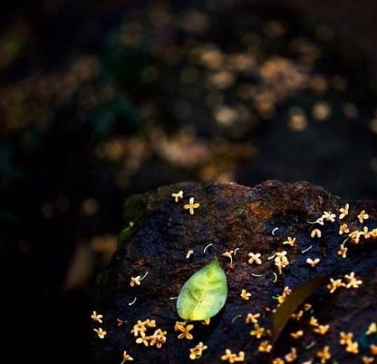 「诗词鉴赏」桂花开，桂花落，都是醉美的诗(图15)