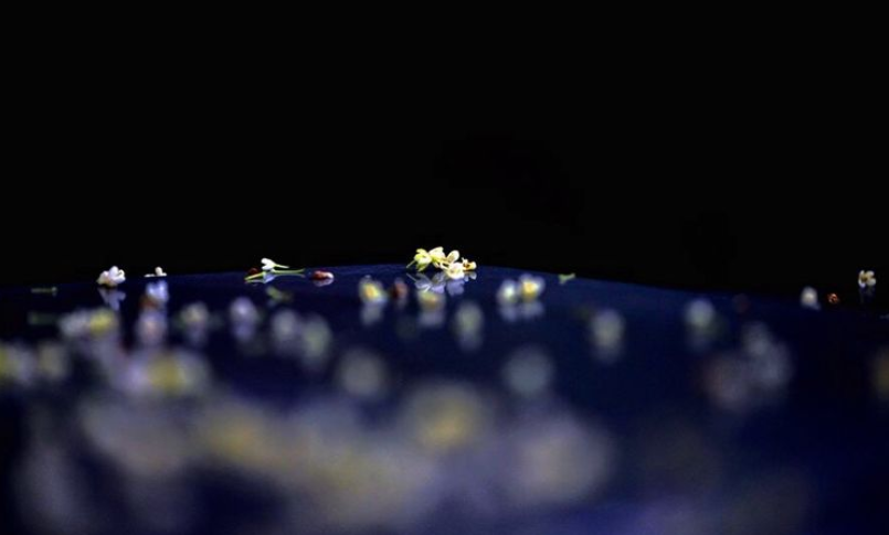 「诗词鉴赏」桂花开，桂花落，都是醉美的诗(图17)