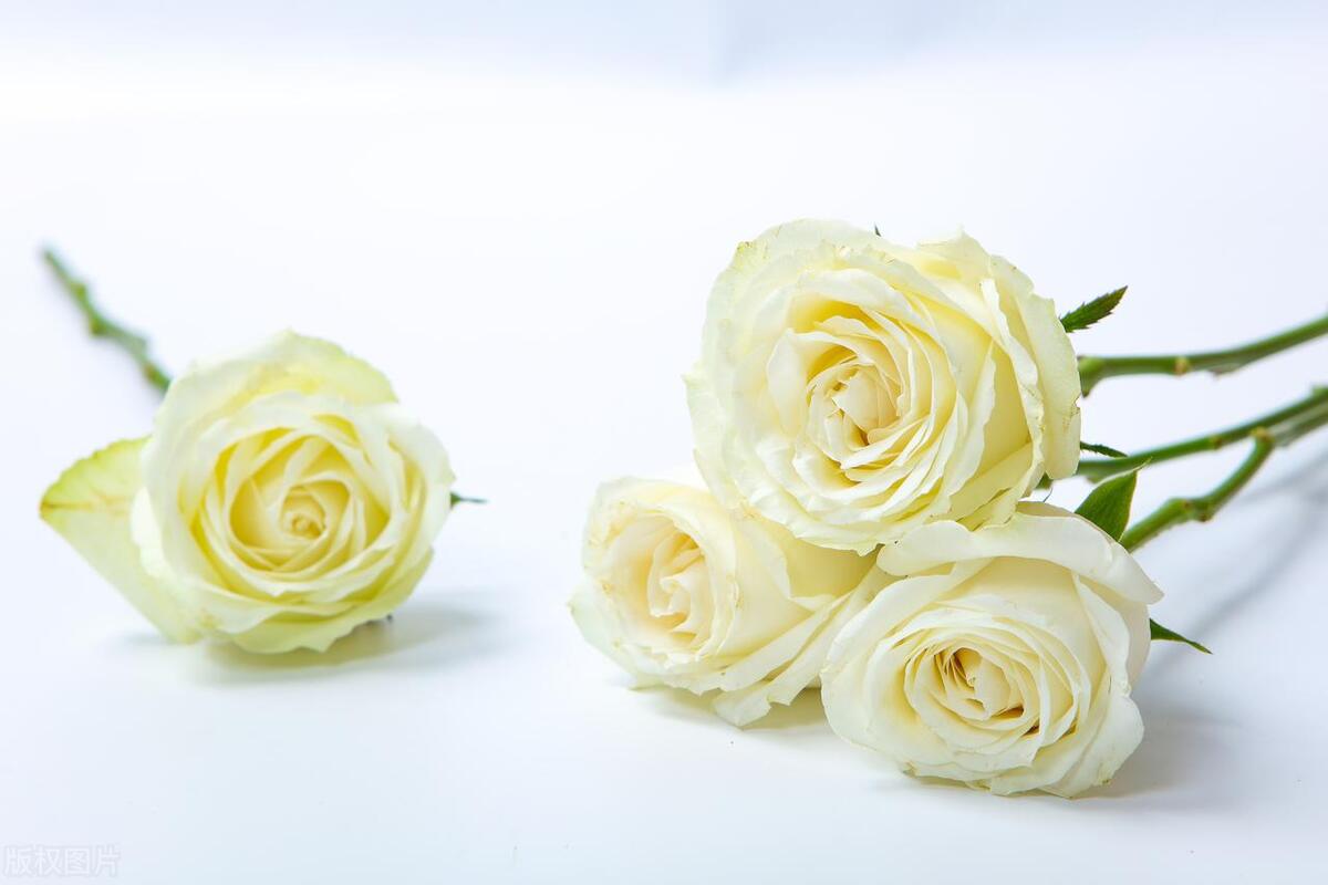 不打扰礼貌退场的告别文案：与君同舟渡，达岸各自归(图8)