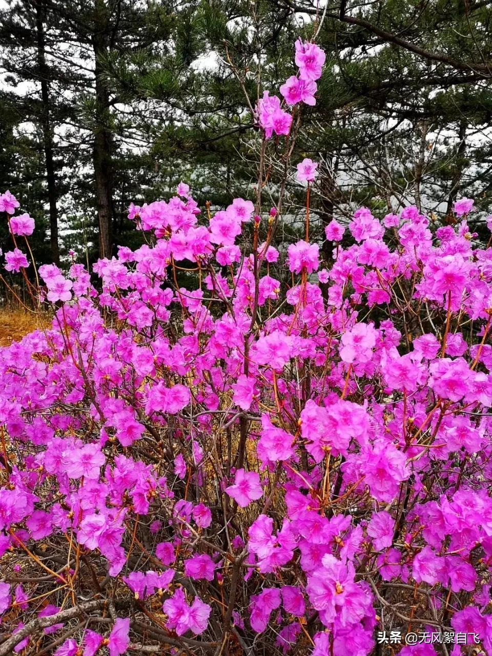 弯弯的小河，青青的山岗，蓝蓝的天空，阵阵的花香，依偎着小村庄(图7)