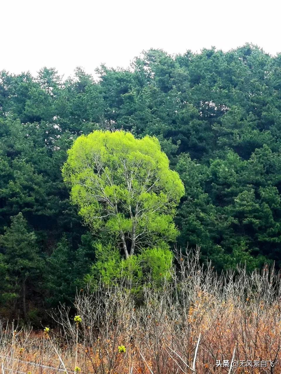 弯弯的小河，青青的山岗，蓝蓝的天空，阵阵的花香，依偎着小村庄(图13)