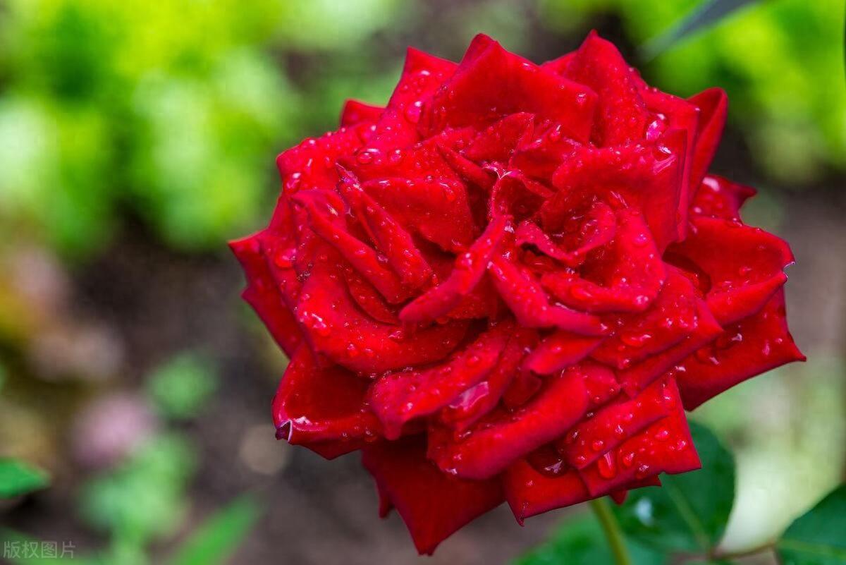 倾听你美妙的声音，这才是我最大的幸福(图1)