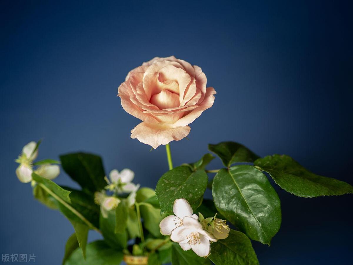 倾听你美妙的声音，这才是我最大的幸福(图3)