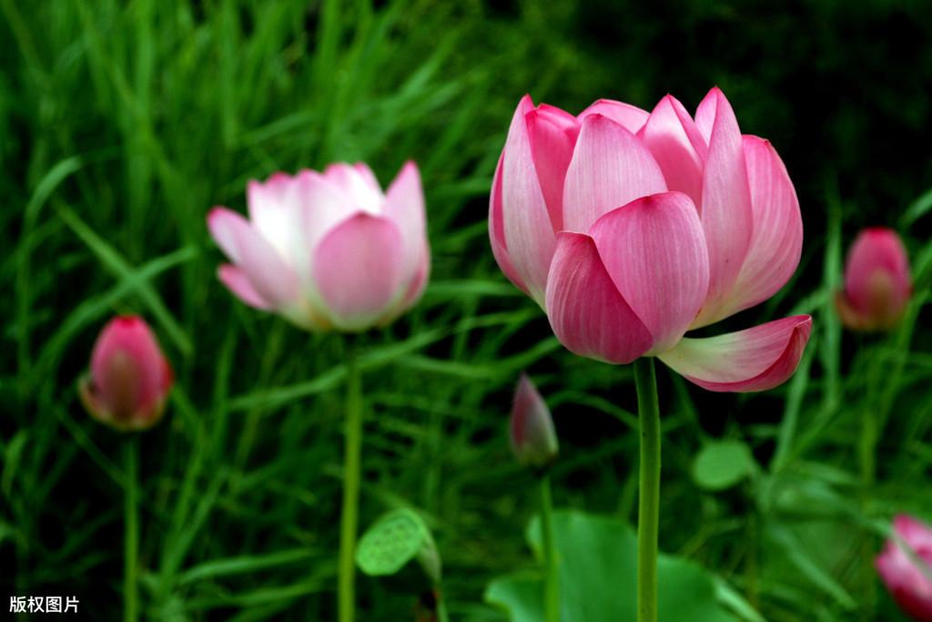 正能量满满的励志句子：星光不问赶路人，时光不负有心人(图2)