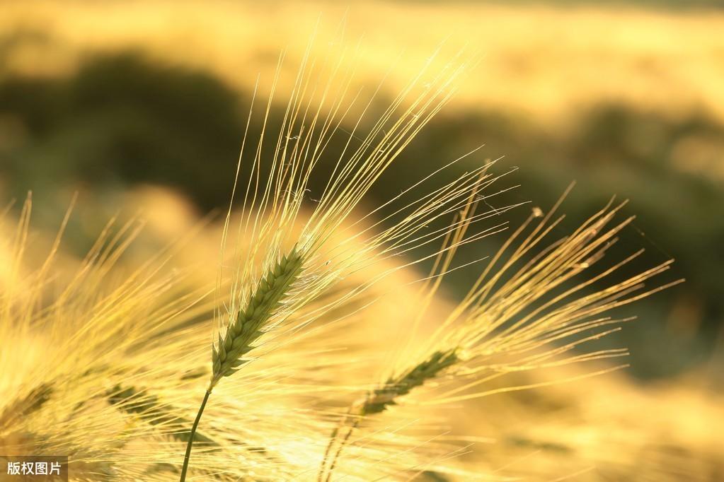 正能量满满的励志句子：星光不问赶路人，时光不负有心人(图3)