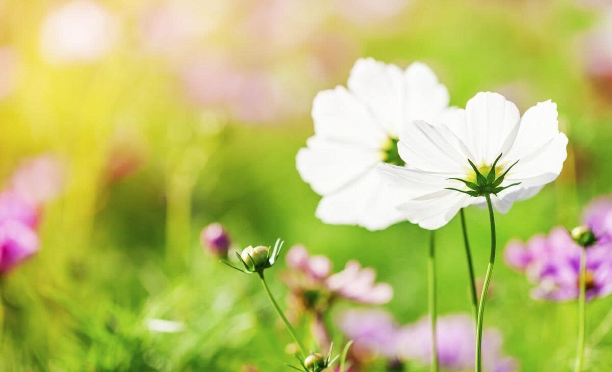 慰藉心灵的温柔句子,催人自省,积极向上(图2)