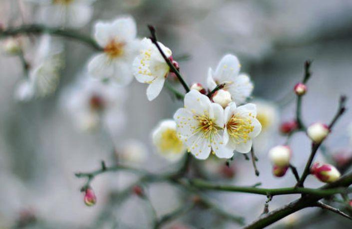 诗词鉴赏-雪却输梅一段香，十首白梅诗词，素雅高洁，不畏寒霜(图3)