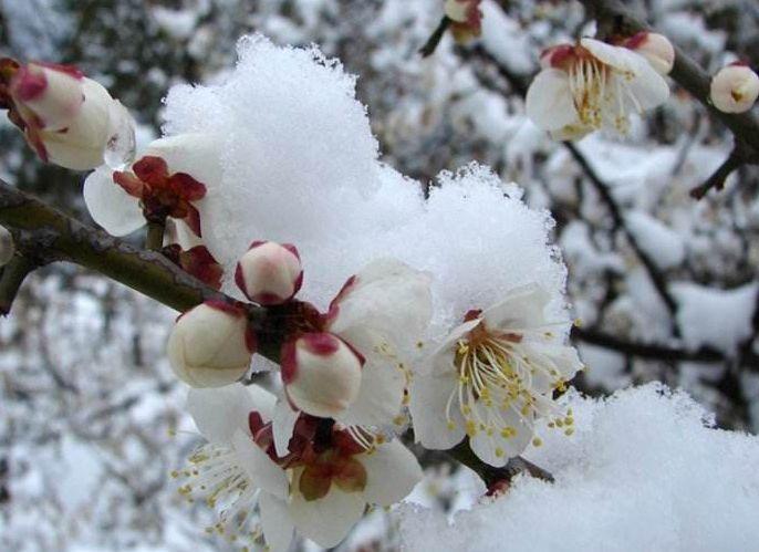 诗词鉴赏-雪却输梅一段香，十首白梅诗词，素雅高洁，不畏寒霜(图7)