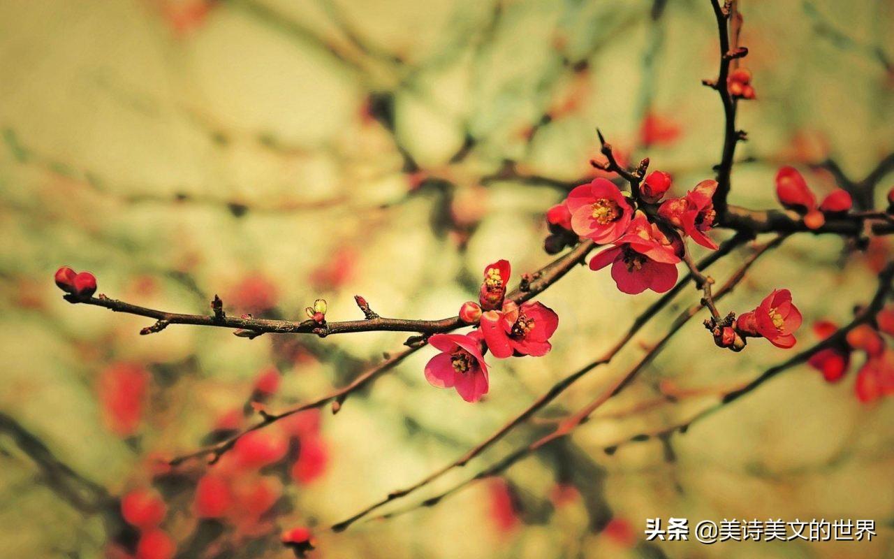 多年不合的林徽因和冰心写诗水平到底谁更高？两首小诗，高下立判(图6)