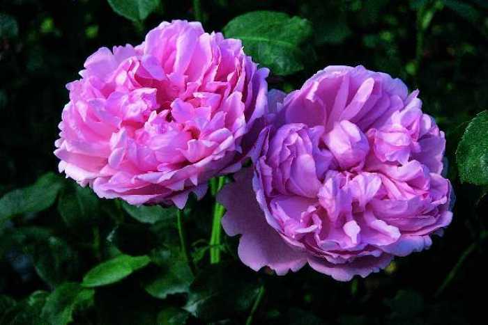 送给知心朋友的感悟短语，句句入心，提升正能量(图3)