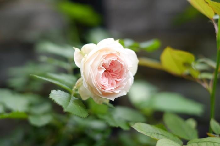 送给知心朋友的感悟短语，句句入心，提升正能量(图8)