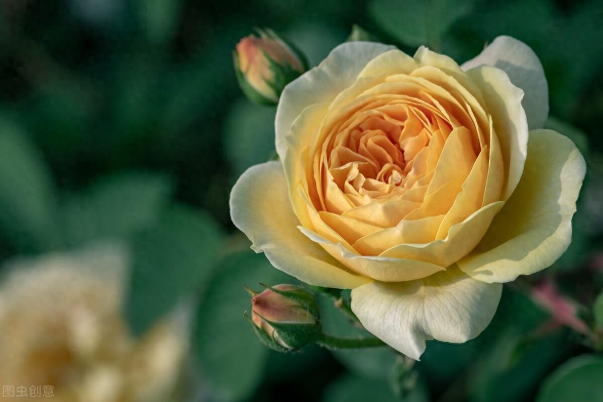 有一份爱，始于初见，止于终老，有一份情，相思永恒，永不相负(图1)