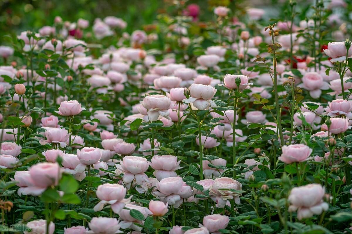 有一份爱，始于初见，止于终老，有一份情，相思永恒，永不相负(图2)