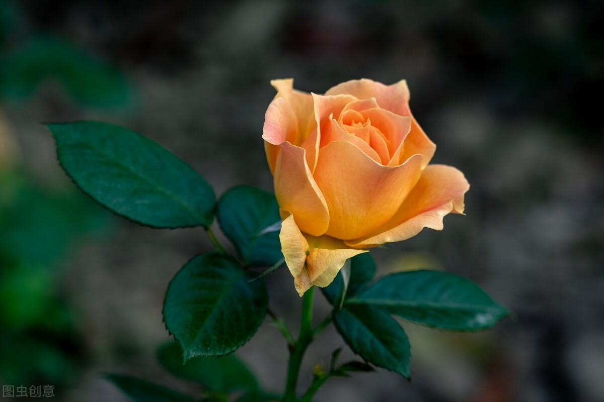 有一份爱，始于初见，止于终老，有一份情，相思永恒，永不相负(图4)