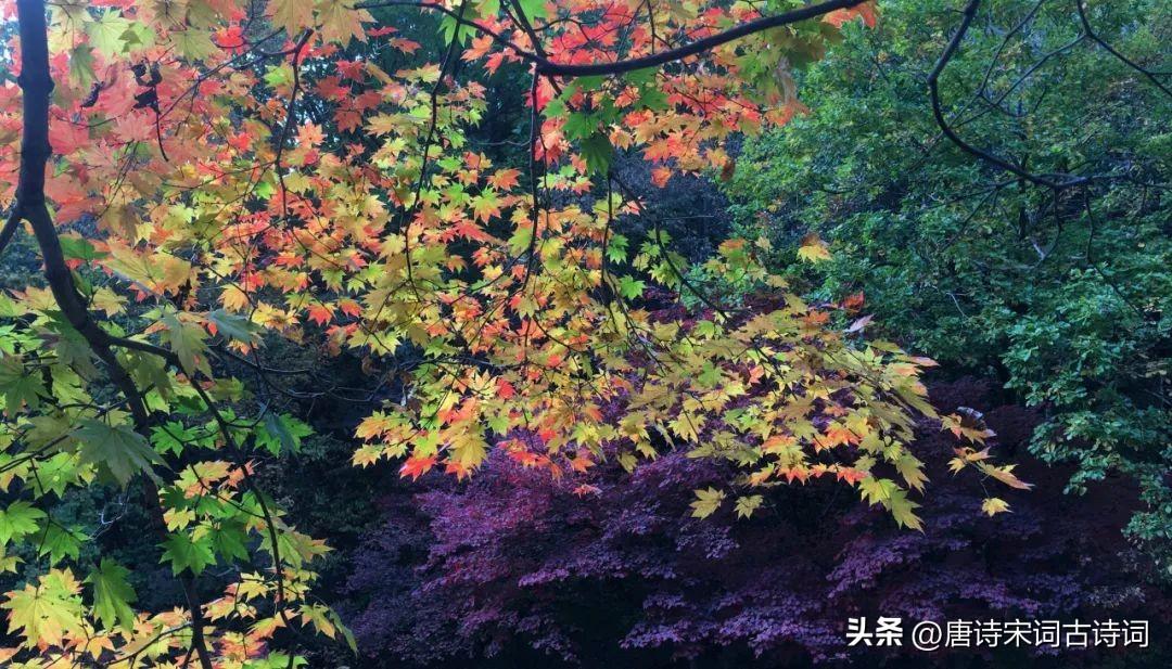 秋上心头，相思已浓(图3)