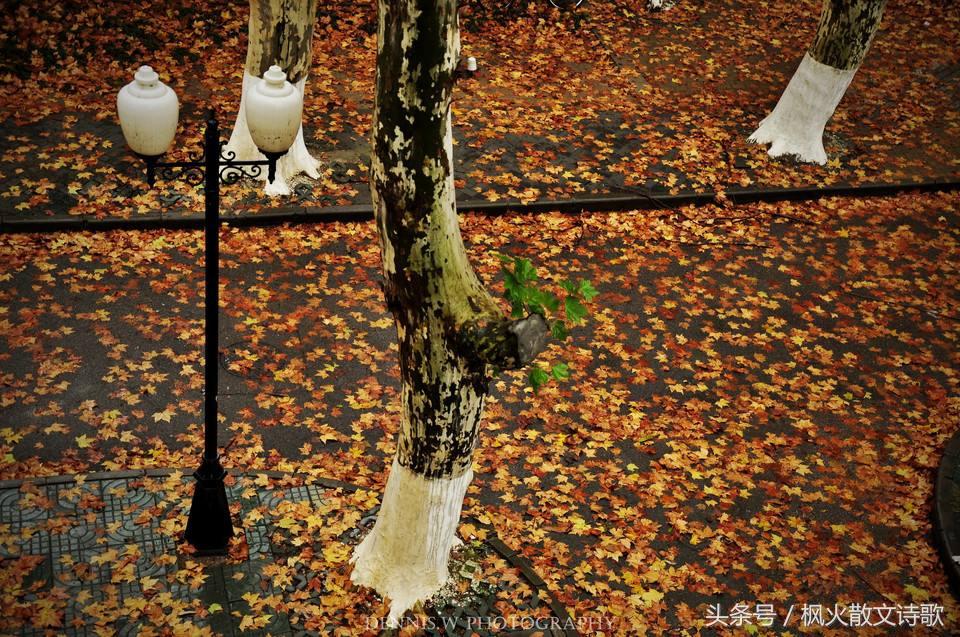 「枫火原创」上联:秋风瑟瑟梧桐雨,你看这样对下联怎么样?(图1) 「枫火原创」上联:秋风瑟瑟梧桐雨,你看这样对下联怎么样?(图1)