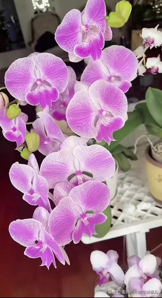 百花争放暗香溢，留连忘返戏蜂蝶(图1)