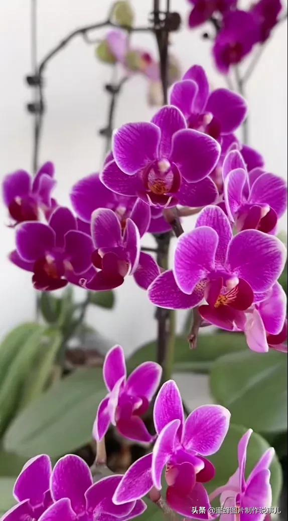 百花争放暗香溢，留连忘返戏蜂蝶(图2)