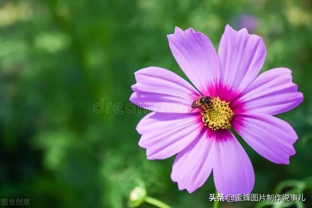 百花争放暗香溢，留连忘返戏蜂蝶(图3)