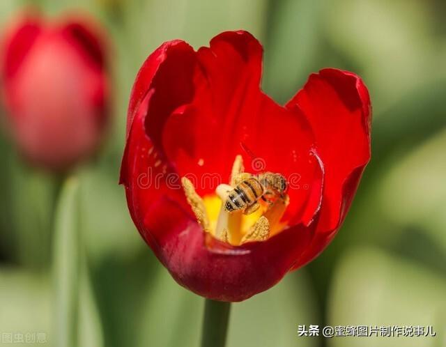 百花争放暗香溢，留连忘返戏蜂蝶(图5)