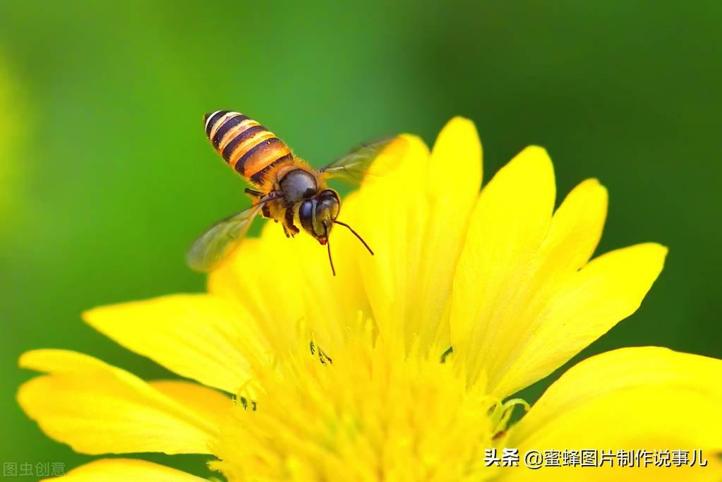 百花争放暗香溢，留连忘返戏蜂蝶(图6)
