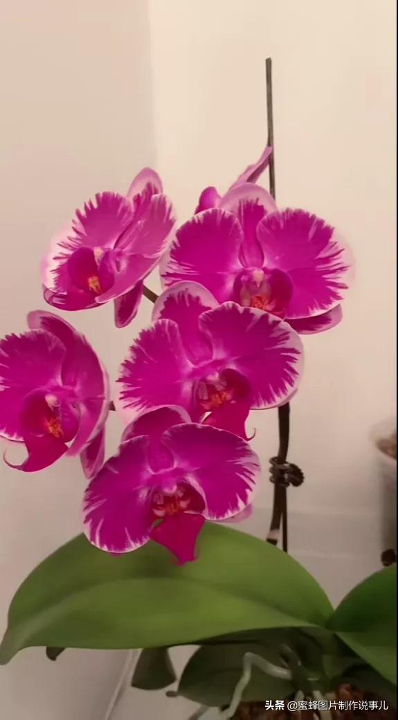 百花争放暗香溢，留连忘返戏蜂蝶(图8)