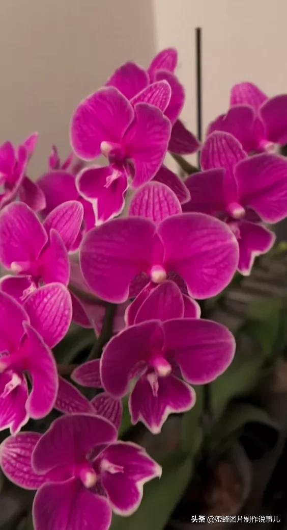 百花争放暗香溢，留连忘返戏蜂蝶(图9)