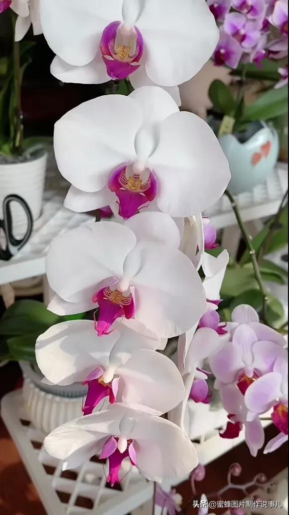 百花争放暗香溢，留连忘返戏蜂蝶(图10)