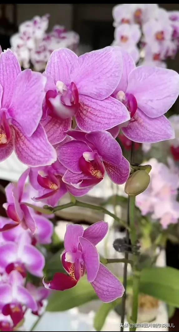 百花争放暗香溢，留连忘返戏蜂蝶(图11)