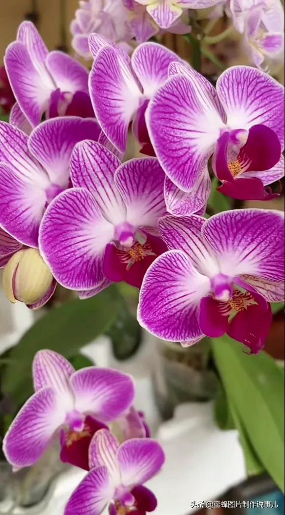 百花争放暗香溢，留连忘返戏蜂蝶(图12)