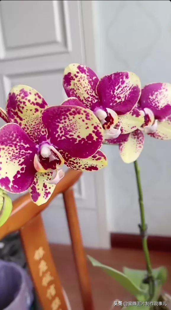 百花争放暗香溢，留连忘返戏蜂蝶(图13)